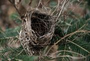 9th Mar 2023 - Empty Robin nest 