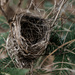 Empty Robin nest  by dawnbjohnson2