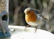 14th Mar 2023 - Don’t you just love a robin