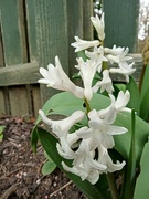 14th Mar 2023 - Humble Hyacinth 