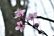 13th Mar 2023 - The first blossoms are appearing at last