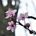 The first blossoms are appearing at last by anitaw