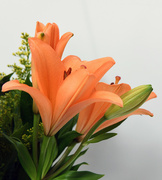 14th Mar 2023 - Orange Lilies