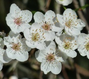14th Mar 2023 - Blackthorn Blossom