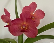 14th Mar 2023 - Vanda orchid
