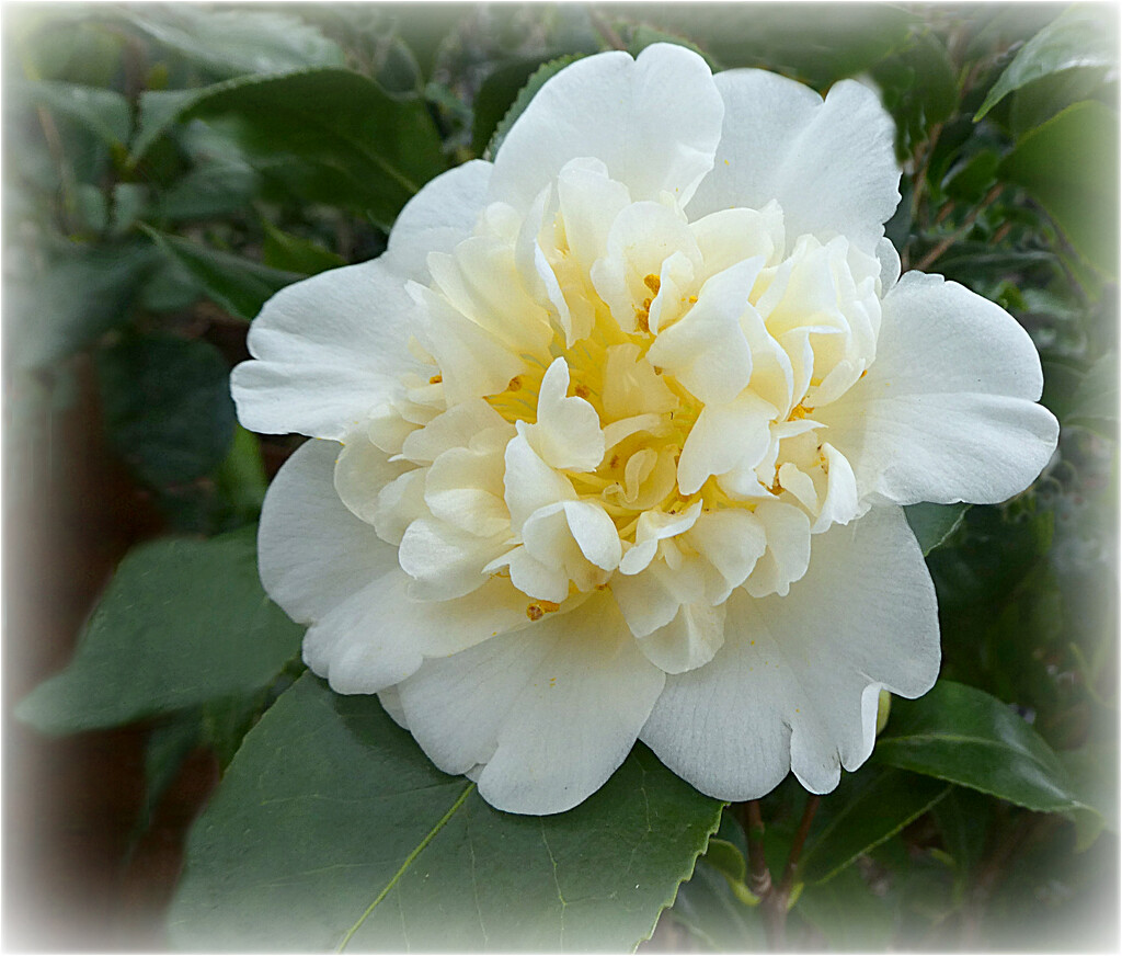 Winters Flower.  by wendyfrost