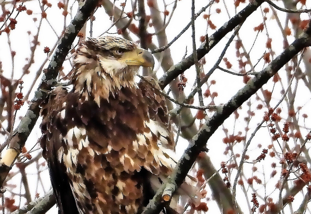 Juvenile Eagle by lynnz