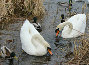 8th Mar 2023 - Mr. and Mrs. Swan.  