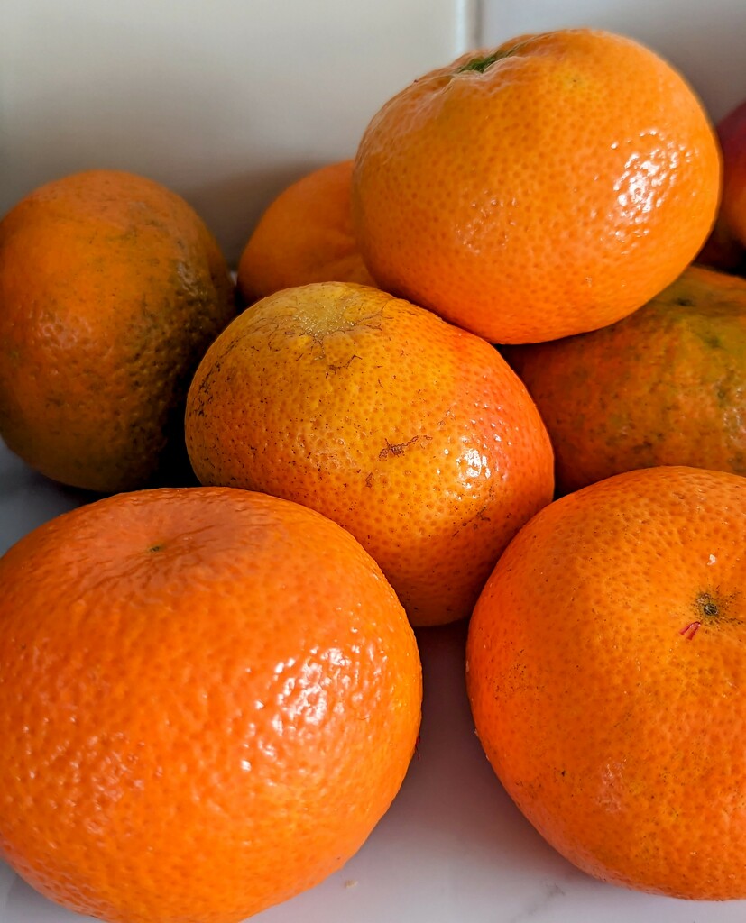 Orange Oranges by serendypyty