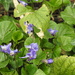 Violets