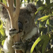 hiding in plain sight by koalagardens