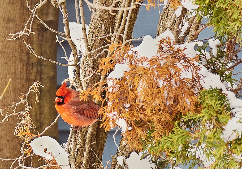 Winter Cardinal  by gardencat
