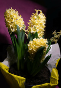 14th Mar 2023 - Hyacinths