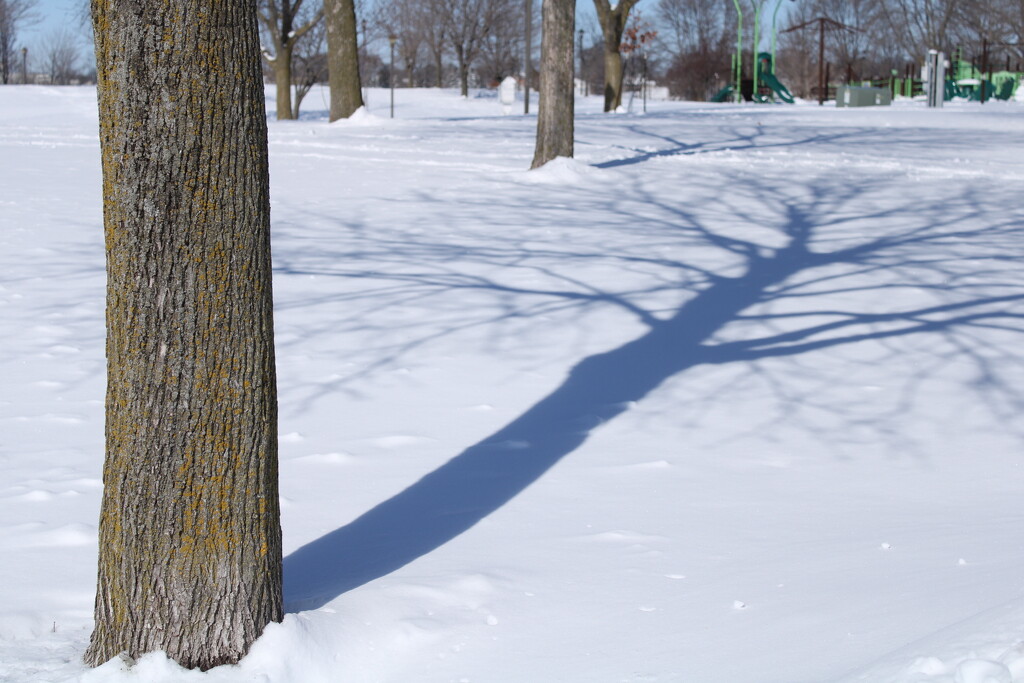 Shadow on fresh snow by mltrotter