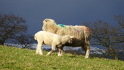 14th Mar 2023 - lamb (large)