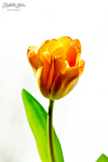 14th Mar 2023 - Orange tulip