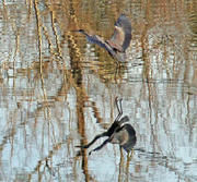 9th Mar 2023 - Mar 9 Blue Heron Landing Amazing Reflection IMG_2039AAA