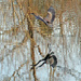 Mar 9 Blue Heron Landing Amazing Reflection IMG_2039AAA by georgegailmcdowellcom
