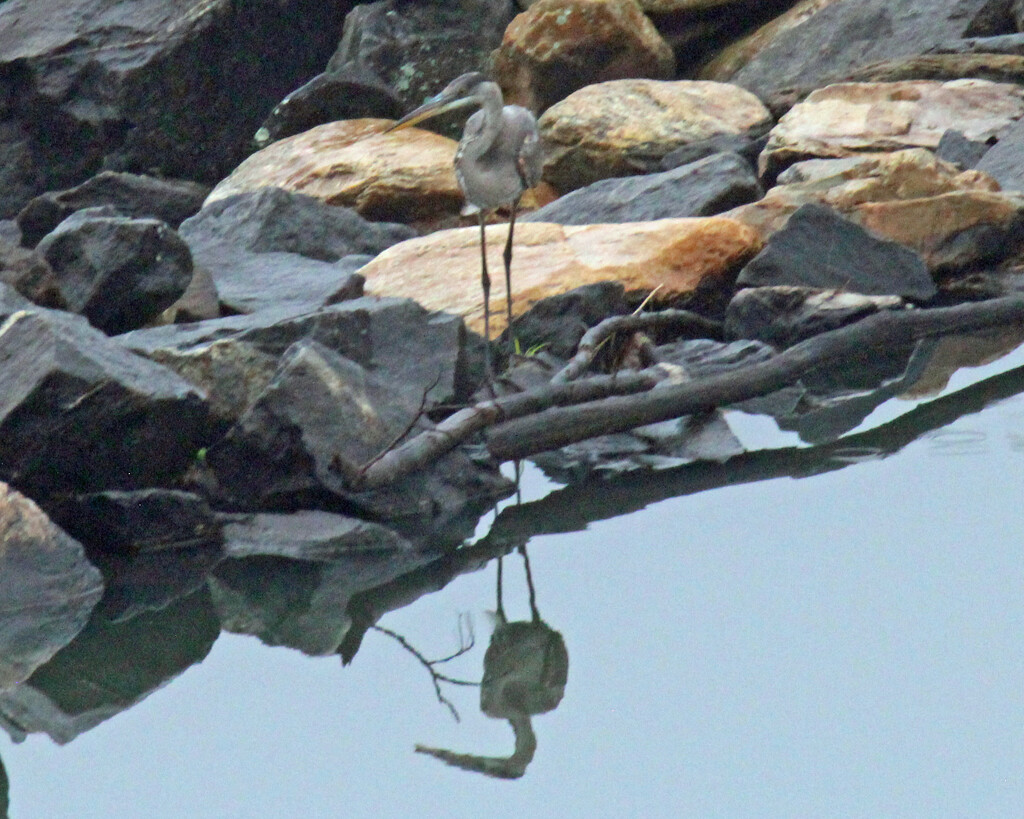 Mar 10 Blue Heron On Rocks with Reflection IMG_2087A by georgegailmcdowellcom