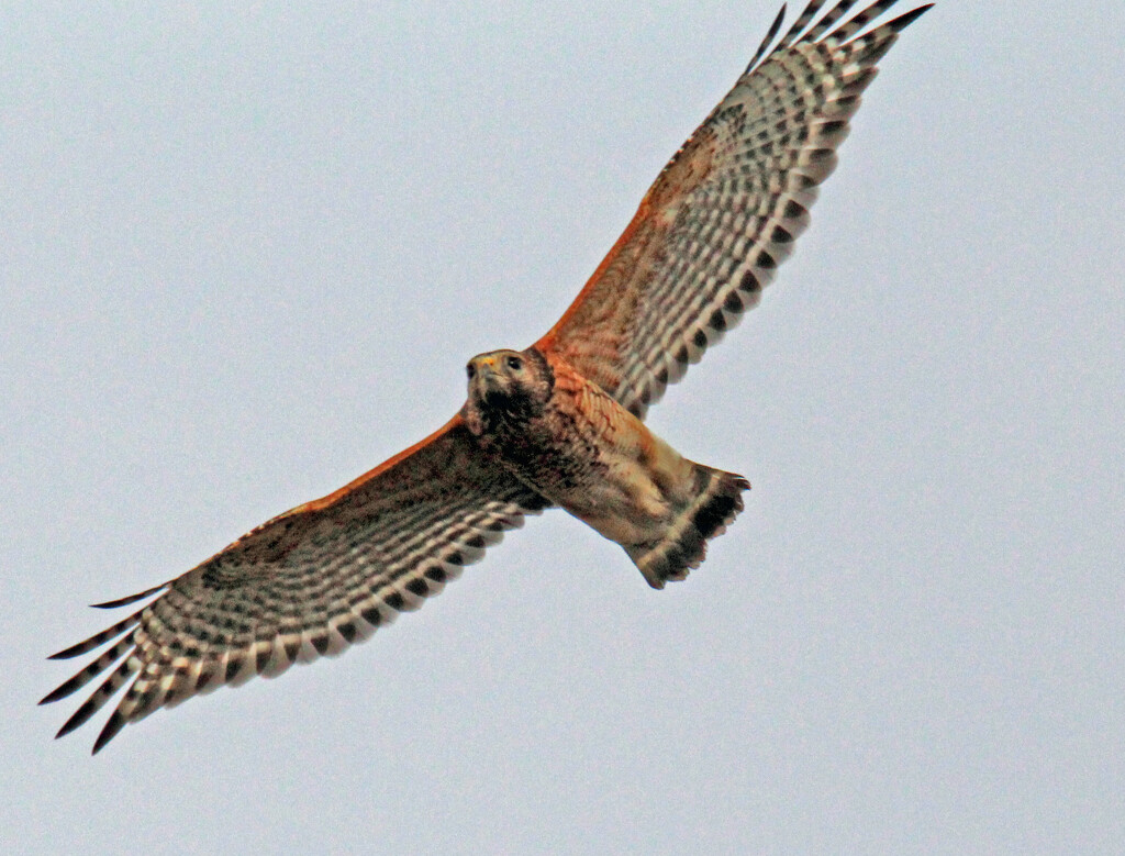 Mar 11 Hawk Gliding IMG_2166A by georgegailmcdowellcom