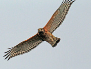 11th Mar 2023 - Mar 11 Hawk Gliding IMG_2166A