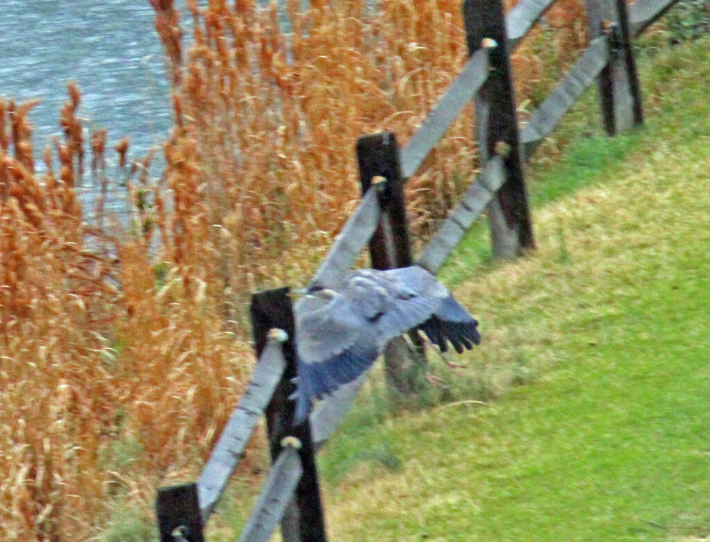 Mar 12 Blue Heron Jumping The Fence IMG_2213A by georgegailmcdowellcom