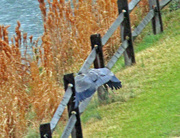 12th Mar 2023 - Mar 12 Blue Heron Jumping The Fence IMG_2213A