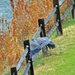 Mar 12 Blue Heron Jumping The Fence IMG_2213A by georgegailmcdowellcom