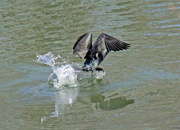 13th Mar 2023 - Mar 13 Cormorant Running Start IMG_2241AA