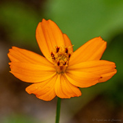 14th Mar 2023 - Orange Wild Flower