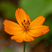 Orange Wild Flower by ingrid01