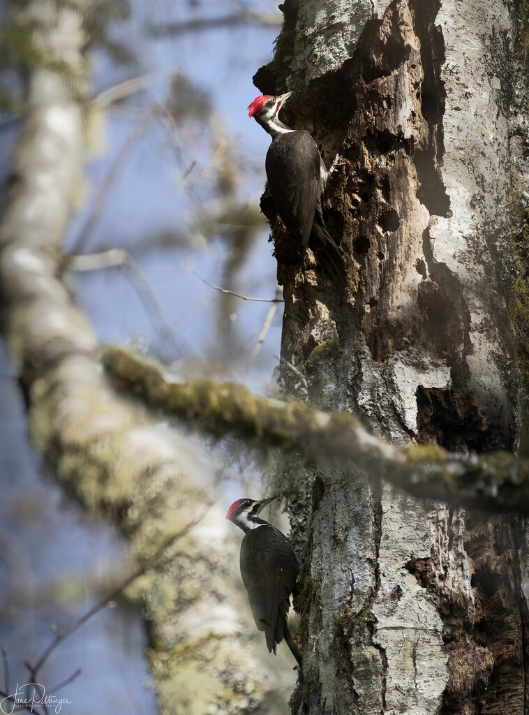 Pileated Woodpecker Pair by jgpittenger