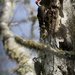 Pileated Woodpecker Pair by jgpittenger
