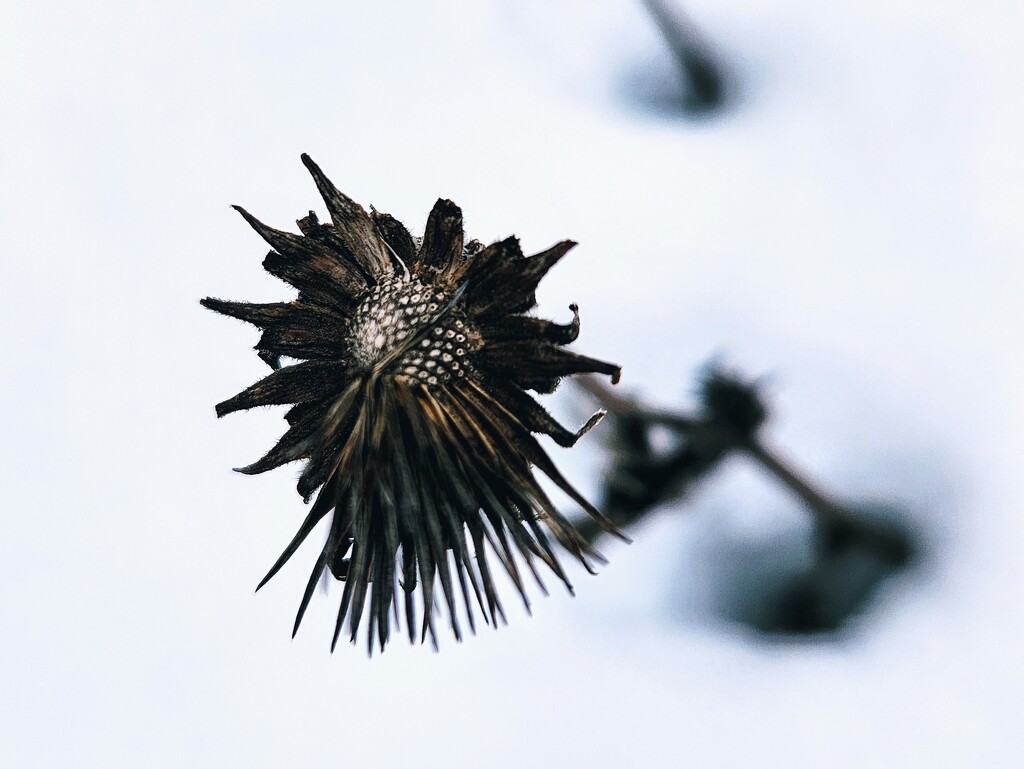 Echinacea in the snow by ljmanning