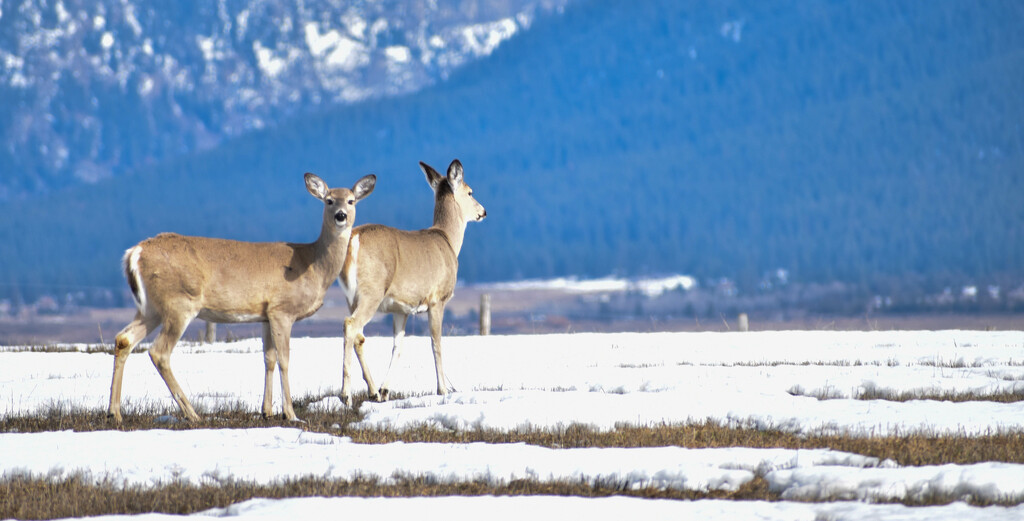 Montana Whitetail Deer  by bjywamer
