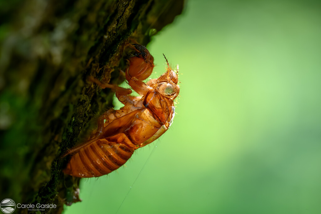 Cicada exoskeleton by yorkshirekiwi