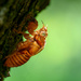 Cicada exoskeleton