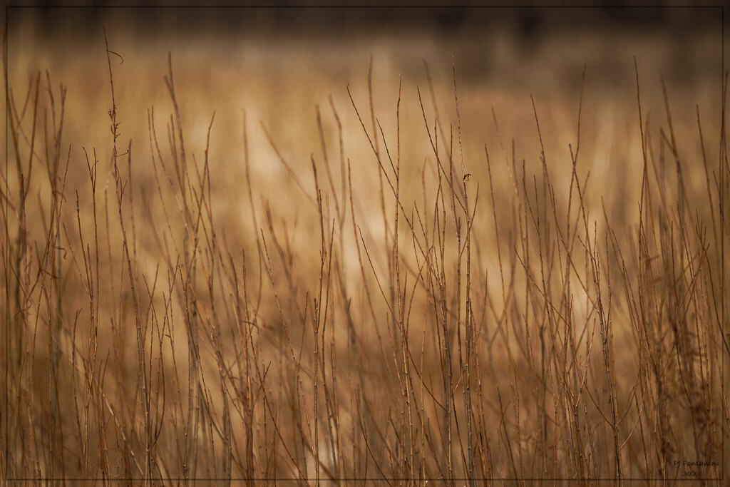 Prairie Grass by bluemoon