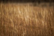 14th Mar 2023 - Prairie Grass