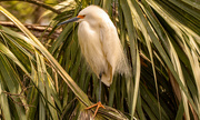 14th Mar 2023 - Snowy Egret Waiting for the Mate to Return! 