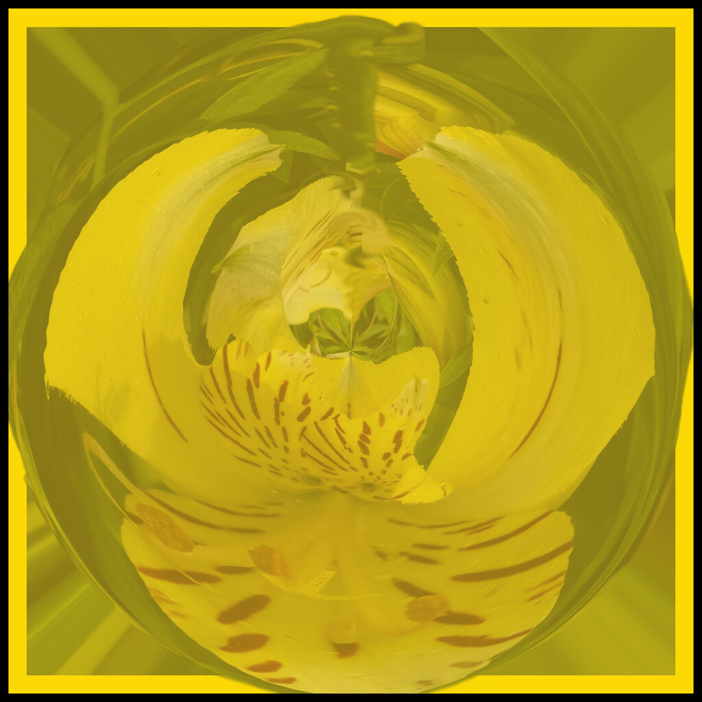 swirling yellow by koalagardens