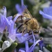 Bee by joysfocus