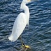 Egret by joysfocus
