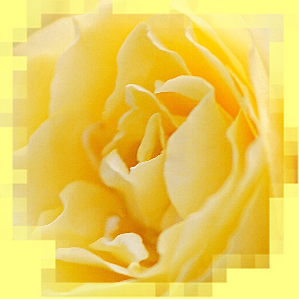  rose framed in yellow by quietpurplehaze
