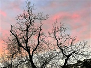 15th Mar 2023 - Last trees of winter