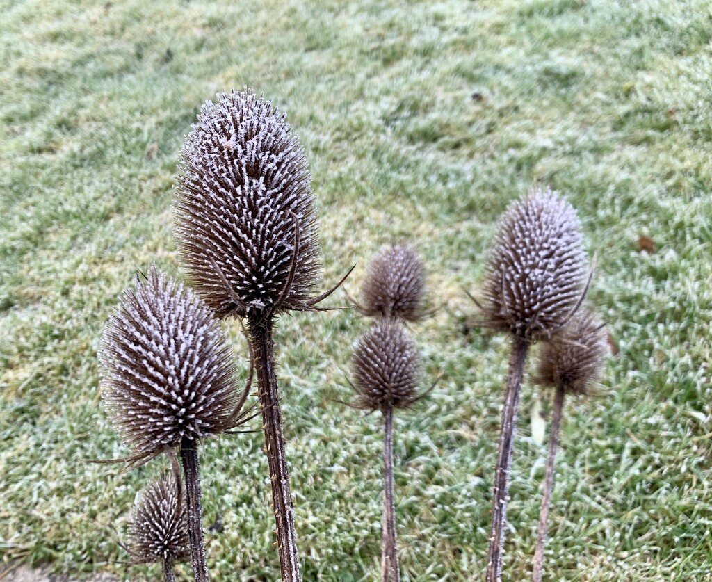 Frosted Teasel by philm666
