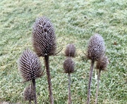 5th Mar 2023 - Frosted Teasel