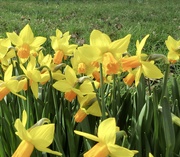 6th Mar 2023 - Daffodils