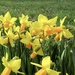Daffodils by philm666