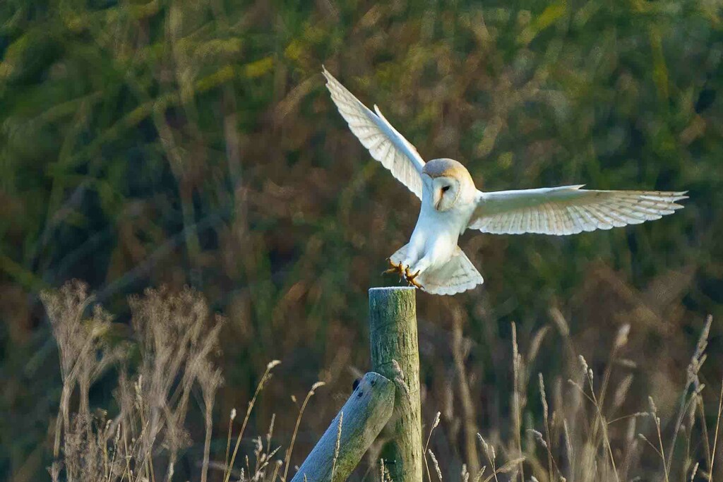  Barn Owl Landing. by padlock